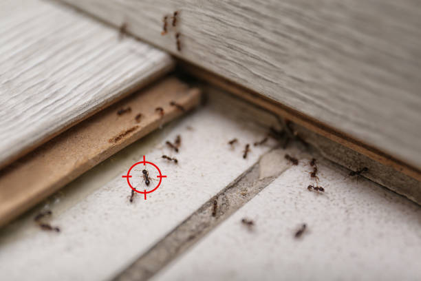 Best Pest Control Near Me  in Dunnellon, FL