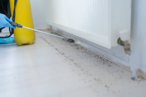Best Wasp Removal Services  in Dunnellon, FL